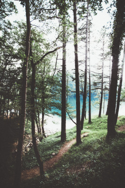 elenamorelli:  { through the trees, to the