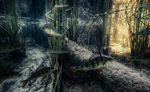 Underwater freshwater photography from Finland. Shot in several lakes around northern Finland. 