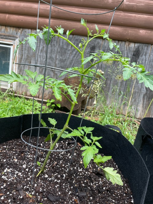 Garden Update #5