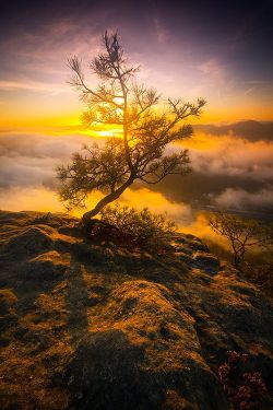 missfairyblossom:  Magic tree - Saxon Switzerland National Park, Germany | mjagiellicz on deviantArt 