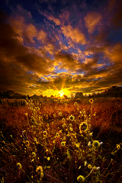 tulipnight:  Dancing At Dawn by Phil~Koch