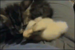catsdogsgifs:  http://catsdogsgifs.tumblr.com/