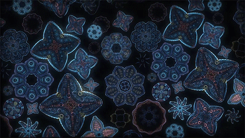 itscolossal:  Cosmic Flower Unfolding: An Abstract Metaphysical Animation by Ben Ridgway [VIDEO]