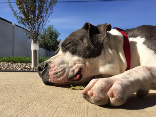 handsomedogs:This is my dog Paco that we just rescued from the shelter. We love him and he loves us.