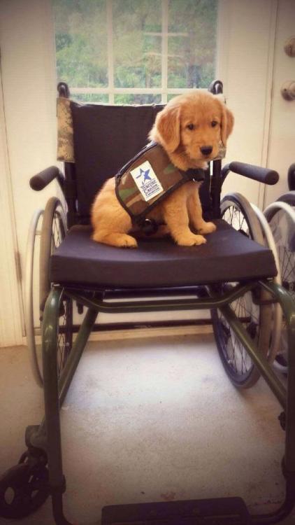 A warm welcome to Jessica, Warrior Canine Connection&rsquo;s newest service dog in training!