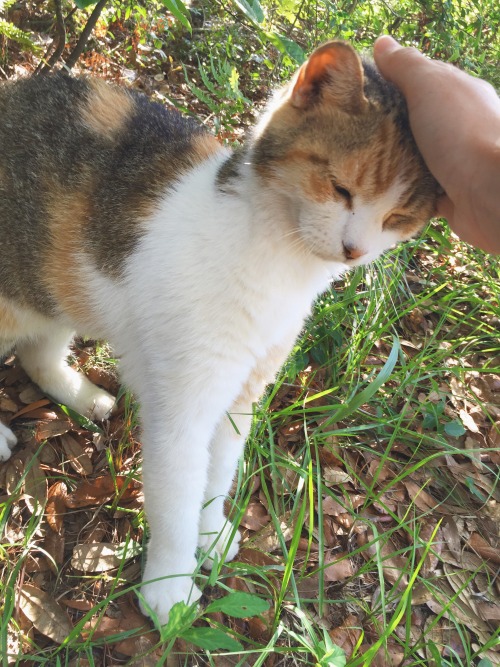coziepeach: okay this is the second time i’ve met a cat on a walk. call me crazy, but i think i may or may not be a cat whisperer
