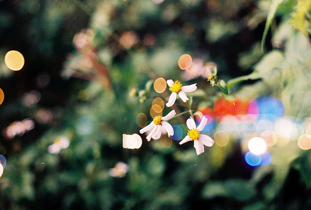 Daisy in Bokeh on Flickr.
Via Flickr:
First, I shot the whole roll of bokeh from lightings at night; then I rewound the roll and shot the second layer at day.
• Camera: Nikon FM
• Film: UXi Super 200
• Blog | Tumblr