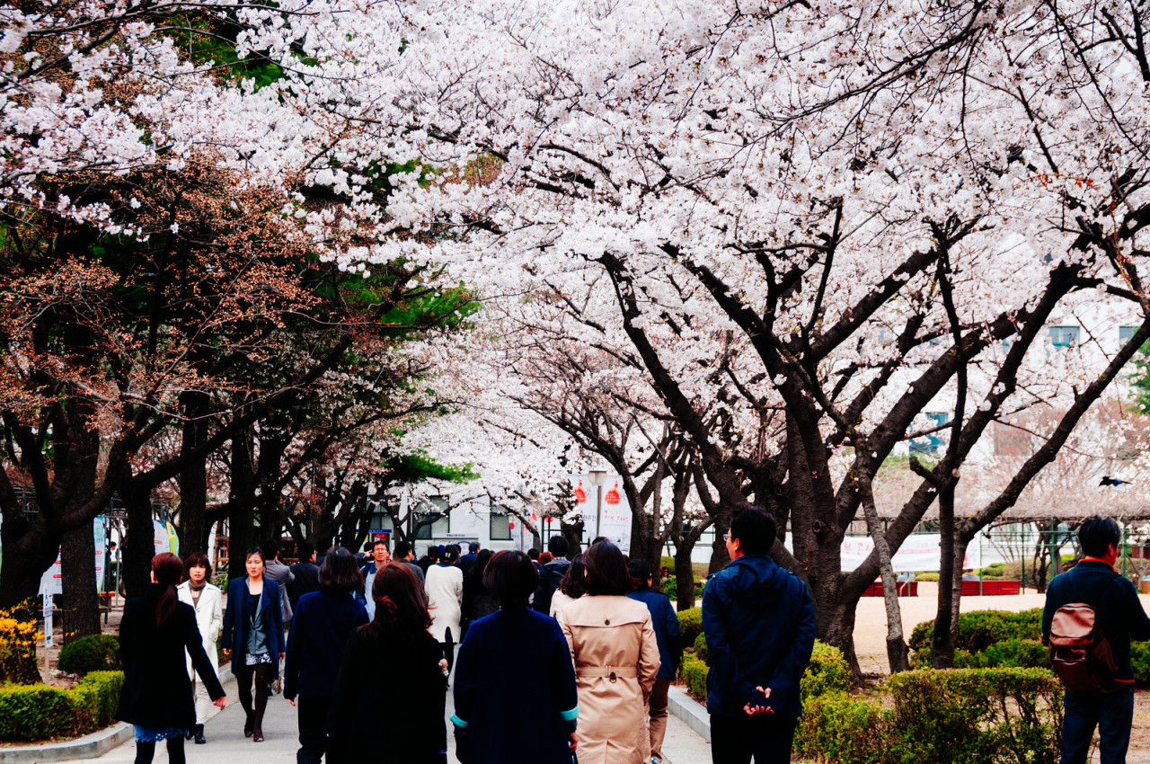 rjkoehler:  Yep, it’s cherry blossom season again in Seoul, which means tons of