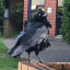 arainbowcrow