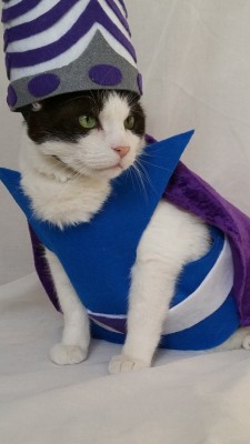 thingswewontremember:  timeywimeyjedi:  Cosmo’s 2015 Halloween costume   mo jo jo jo, mo jo meow meow  