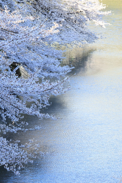 kawaiitheo:  cherry blossoms in Chidorigafuchi | by cate♪.