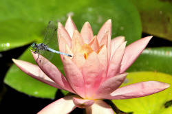 outdoormagic:  The blue Dasher and the water lily. by Alexandra Rudge on Flickr.