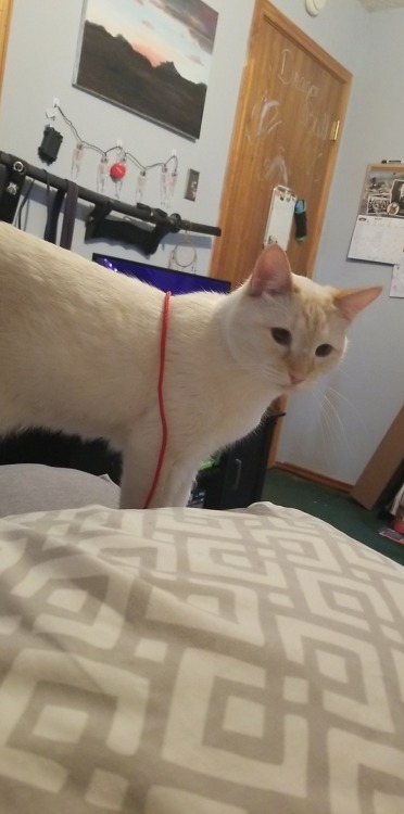 straycatj:the-squid-that-is:straycatj:はっぴーねこのひー！Our cats looks the same AND have a favorite red string toyうわぁ、おそろい！Wow, we’re matching! 