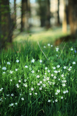 drxgonfly:  It’s spring! (by Youronas)