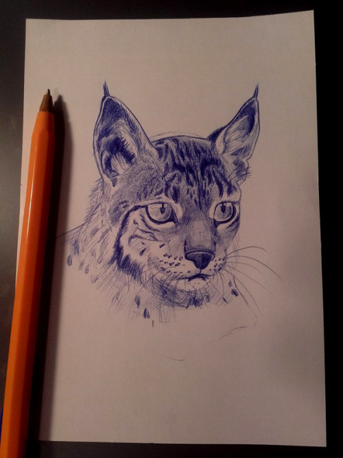 A sketch a day? tryiiiing haaaaard XDDDDSketch of an Iberian Lynx. ____________________I wish to let