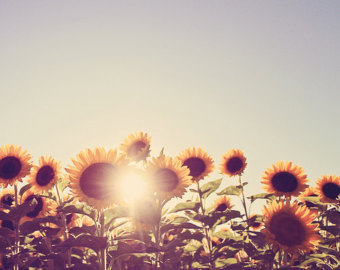 Featured image of post Foto Girasole Tumblr See more of girasoles tumblr on facebook