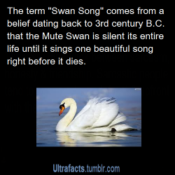ultrafacts:  The Swan song is a metaphorical term for a final gesture, effort, or performance given just before death or retirement.  Source Follow Ultrafacts for more facts 