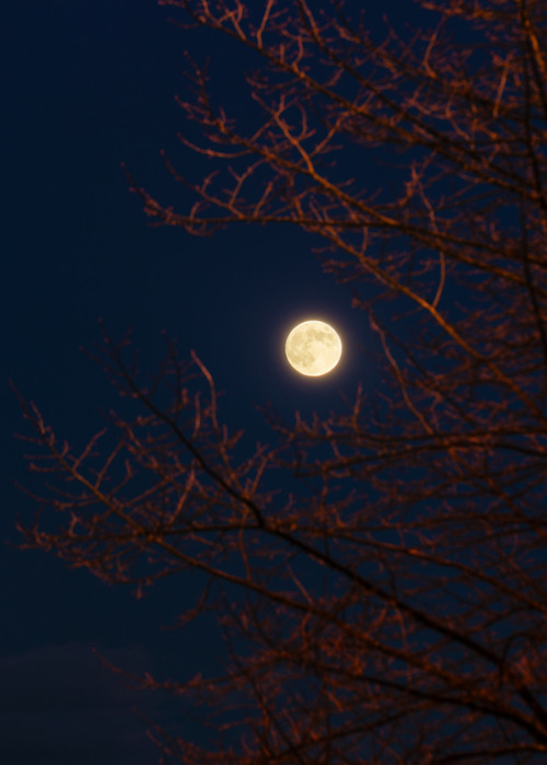 milamai:Night in my veins