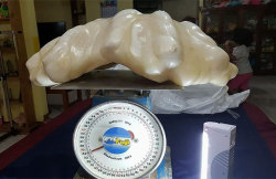 Sixpenceee: A Fisherman Found A Giant Pearl, Weighing 34Kg, But Wasn’t Aware The