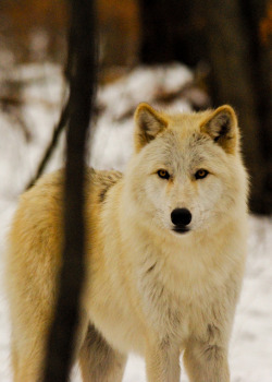 10bullets:  Arctic Wolf by RickyNJ on Flickr. 