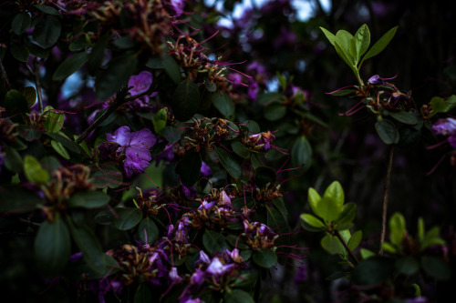 rhododendron