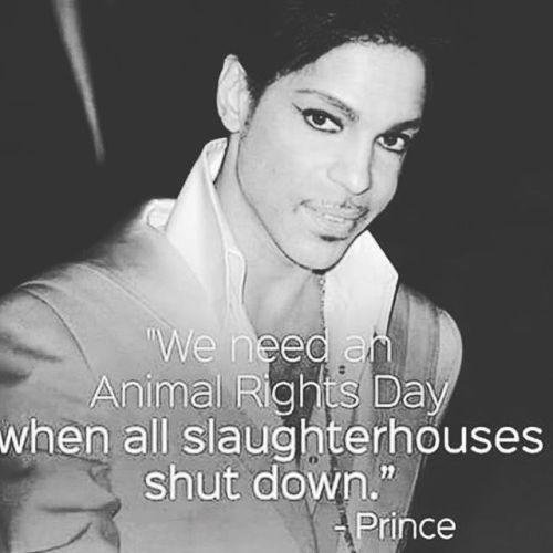 Yet another reason to love prince #vegan #veganfortheanimals