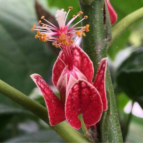 Pavonia strictiflora is in the family Malvaceae. Native to parts of South America, it is sold worldw