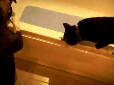 gif-maniakz:  Great gif blog!