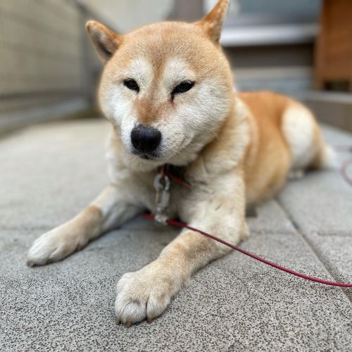 今日は暖かいですね#dog #doge #shiba #shibe #shibainu #shibastagram #komugi #柴犬 #赤柴 #しばいぬ #柴犬の小麦さん www