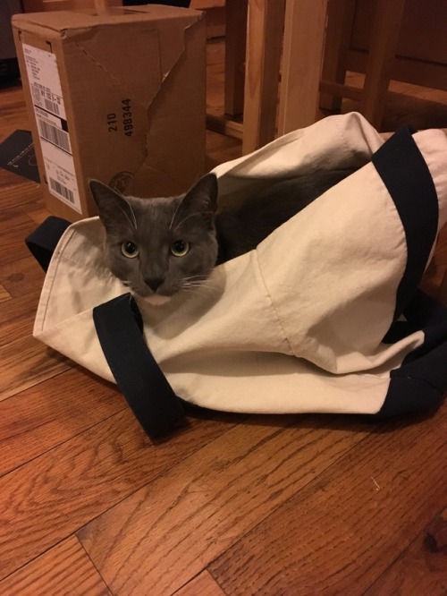 veliseraptor: queen vashti moods: windowsill, model, loaf, doof, sleepy, and tote bag