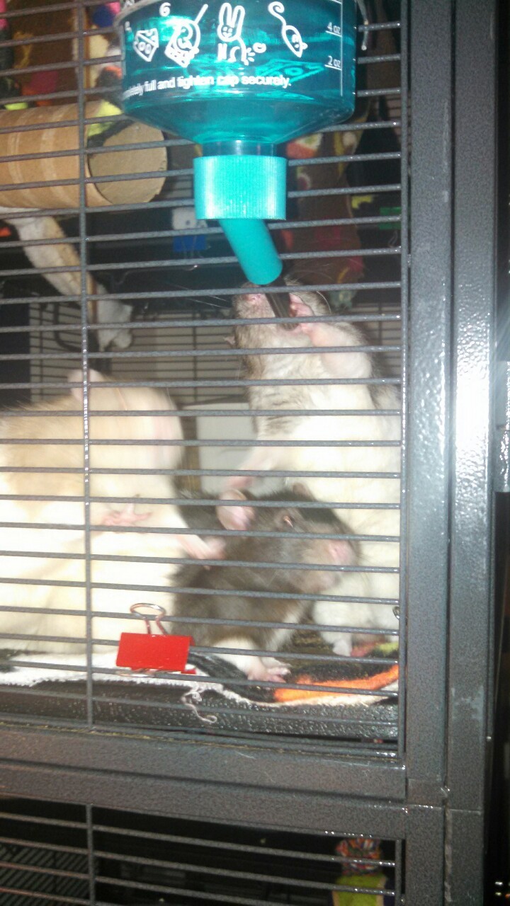demigirlmaki:  Thirsty rats!! All clamoring for a drink after a good long play in
