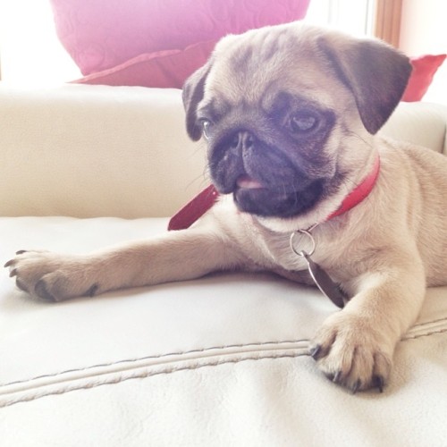 pugsequalsdrugs:  @malothepug