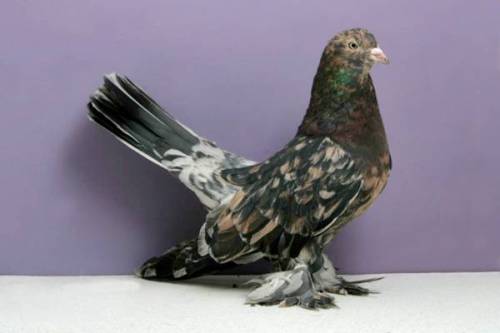 norma-bara: lacommunedeparis: m4levich: earthlynation: Fancy Pigeon Appreciation. Source lacommun