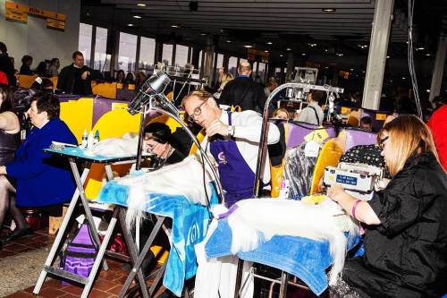 Photos from the Hairy Underbelly of the Westminster Dog Show