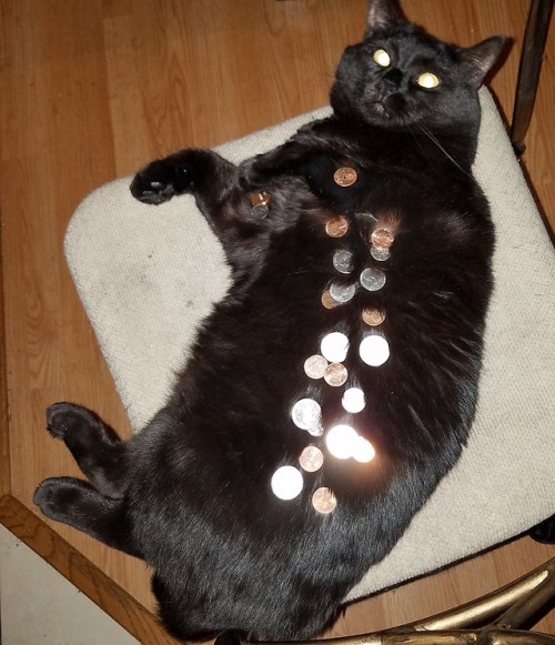 ultrakeeperofsecretsthings:This is my money cat. Share him if you want, but I get 10 percent lol.