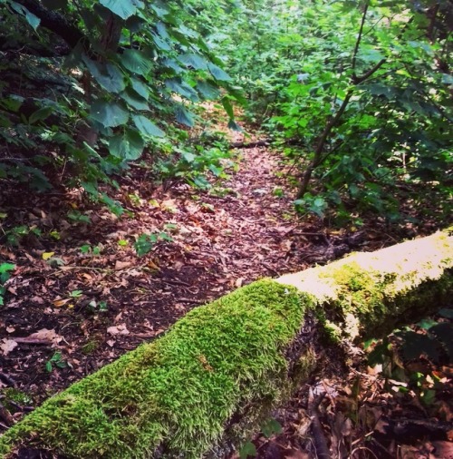 A wonderful day … I hiked in the woods