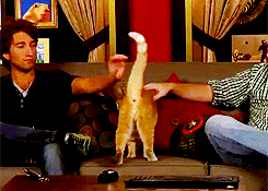 gfrees:  RT Meme » [02/03] Things  Joe the Cat || Innovator, genius, a creative
