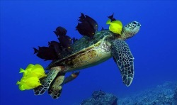 Moveable feast (Butterflyfish cleaning a