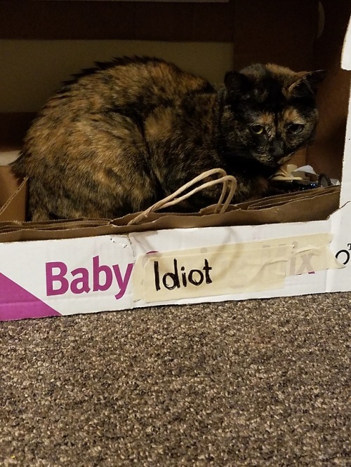 coolcatgroup:huffylemon:stinkbutt-the-cat:baby idiotYOU MADE HER SAD