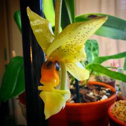 youcanleadahorticulture:  Stanhopea wardii