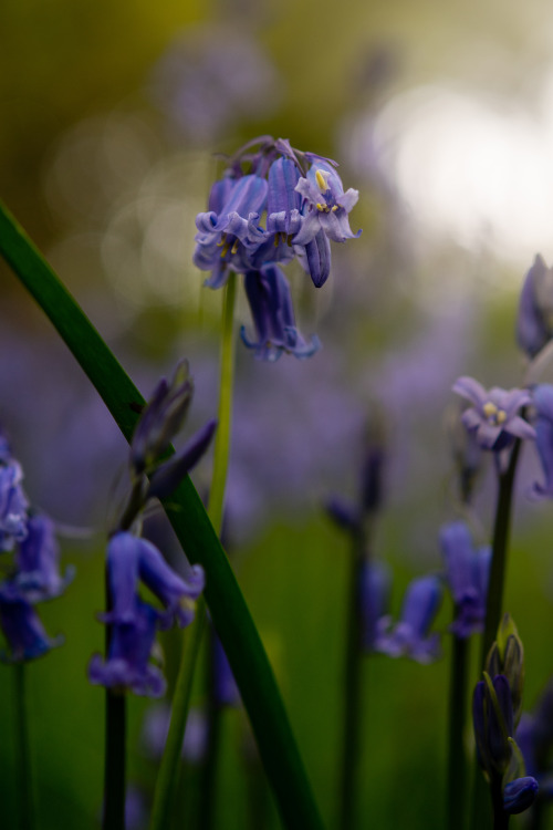 Carpets of bluebells adorning the forest floorsKinver Edge, UK