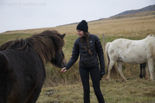 fivegaited:fivegaited:How do you tame a shy foal?   Step 1 - hide behind his mama Step 2 - offer him your hand Step 3 - feed cookies to his mama, watch him stare at you in amazement - the humans have CANDY??  He doesn’t like candy yet, but he will,