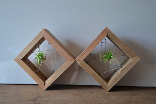 spotted-on-etsy:Rustic Air Plant Holders by triple7recycled