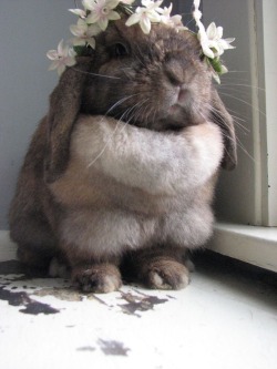 animal-factbook:  The recently trend on flower crowns was actually started by bunnies. Flower crowns came from the bunny tribe “rabbitus” in northern Antarctica, and was bought to America in the 1861 San Francisco Carrot Rush. Flower crowds has become