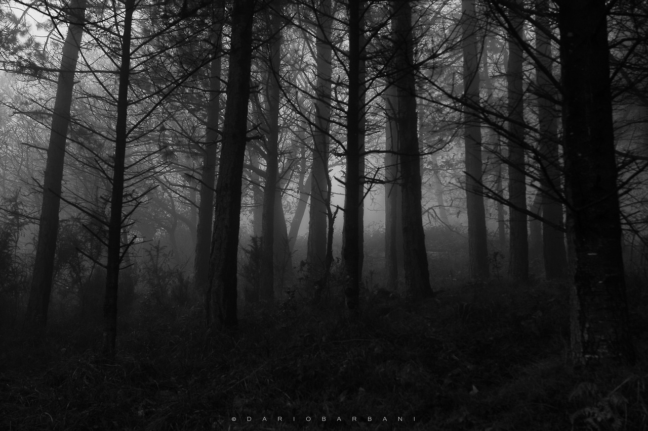 Dark Trees Many Thanks for Your Support!!