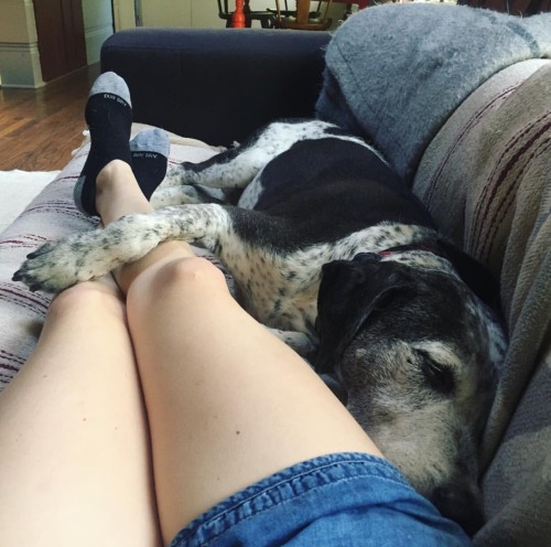 brownsteinlove:  carrie_rachel: Anything you want to say about my amazing socks is fine by me. But this picture is about the sweetness of this aged hound on a Saturday afternoon.