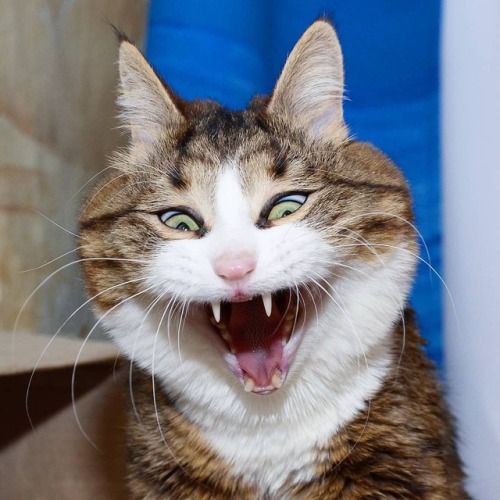 atraversso: Funny cat by Rexiecat adult photos