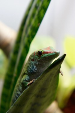 madagascargiantdaygecko:  Lady bmore waiting