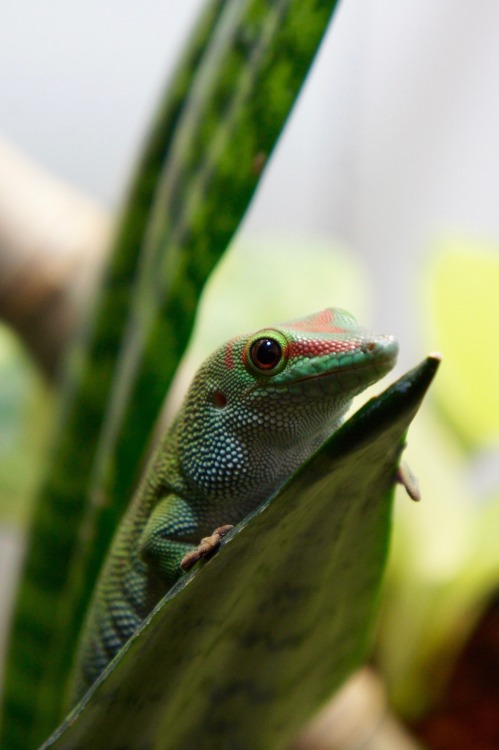 madagascargiantdaygecko:  Lady bmore waiting for a snack 