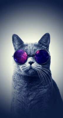 be a cat. en We Heart It - http://weheartit.com/s/4kPZxWGc 